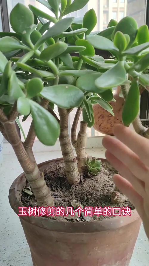 想要“玉树”长得快的简单介绍-第3张图片-优品飞百科