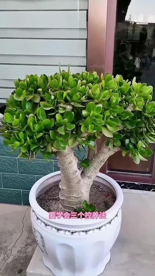 想要“玉树”长得快的简单介绍-第5张图片-优品飞百科