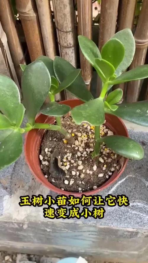 想要“玉树”长得快的简单介绍-第6张图片-优品飞百科