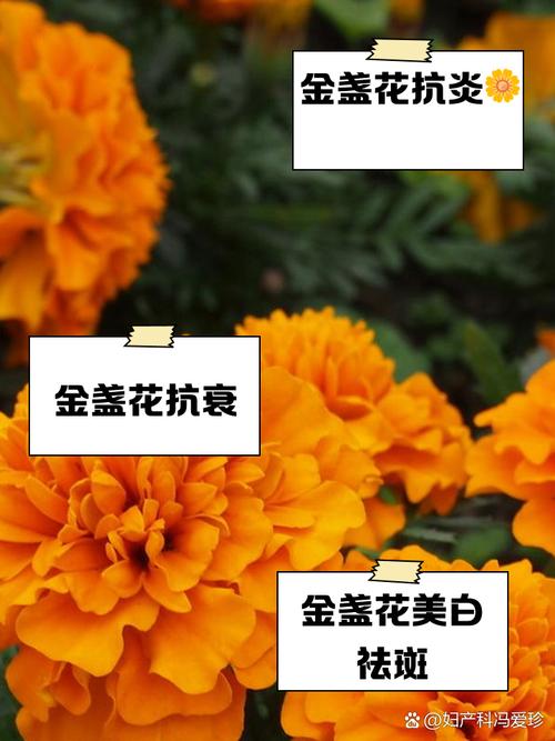 如何使金盏花在圣诞开，金盏花的使用方法？