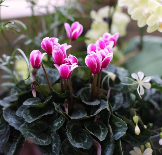 如何使金盏花在圣诞开，金盏花的使用方法？-第2张图片-优品飞百科