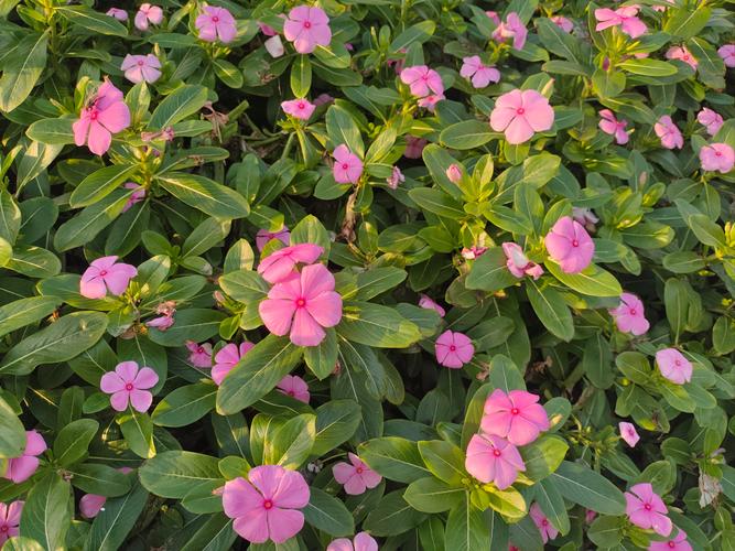 如何使金盏花在圣诞开，金盏花的使用方法？-第3张图片-优品飞百科