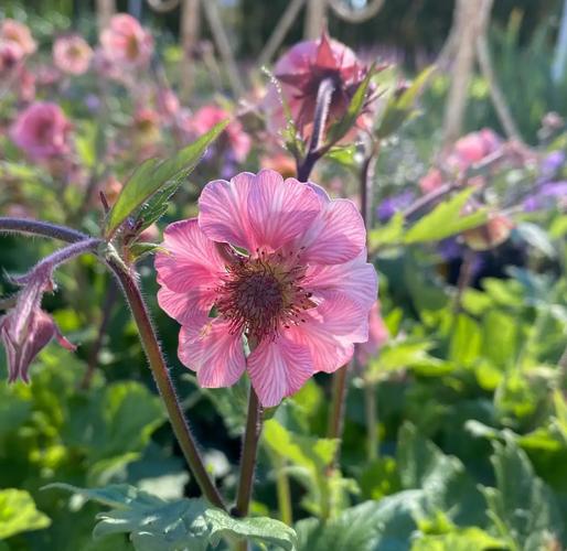 如何使金盏花在圣诞开，金盏花的使用方法？-第4张图片-优品飞百科