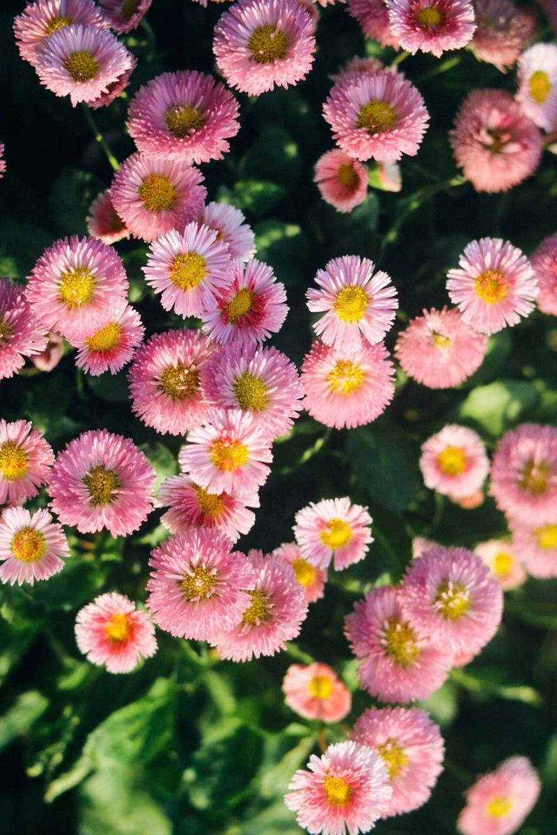 如何使金盏花在圣诞开，金盏花的使用方法？-第5张图片-优品飞百科