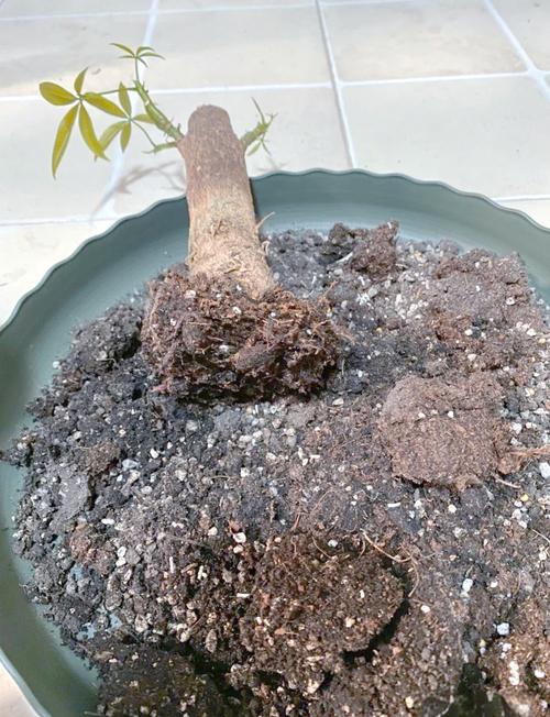 发财树也能播种，发财树直接种到地里可以吗？-第4张图片-优品飞百科