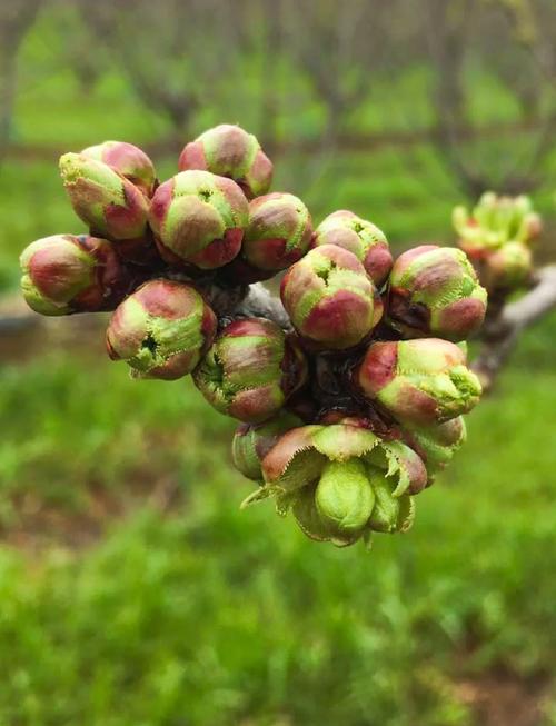 樱桃栽培种植方法,樱桃栽培种植方法视频?-第2张图片-优品飞百科 樱桃栽培种植方法,樱桃栽培种植方法视频?-第2张图片-优品飞百科