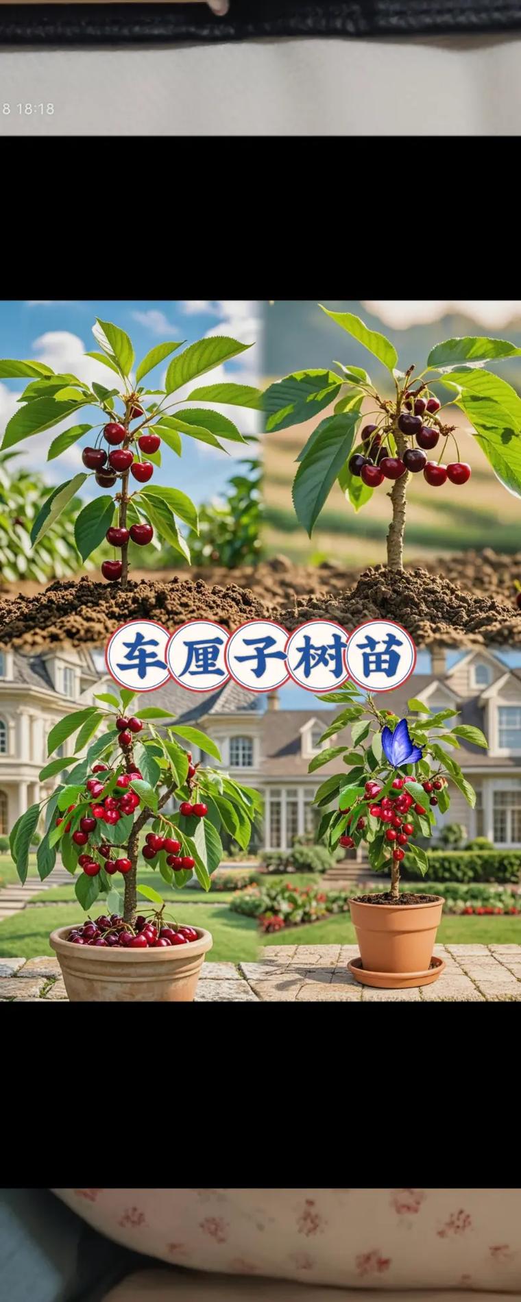 樱桃栽培种植方法,樱桃栽培种植方法视频?-第5张图片-优品飞百科 樱桃栽培种植方法,樱桃栽培种植方法视频?-第5张图片-优品飞百科