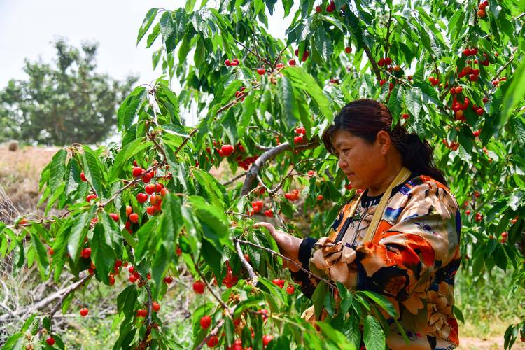 樱桃栽培种植方法,樱桃栽培种植方法视频?-第6张图片-优品飞百科 樱桃栽培种植方法,樱桃栽培种植方法视频?-第6张图片-优品飞百科
