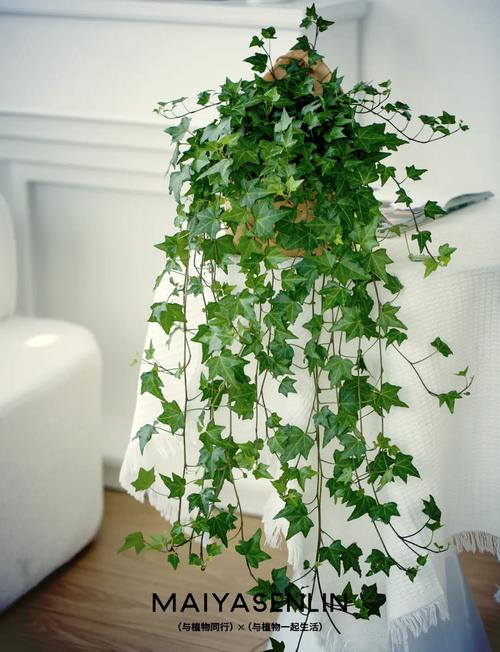 常春藤对水分的要求？常春藤 水养？