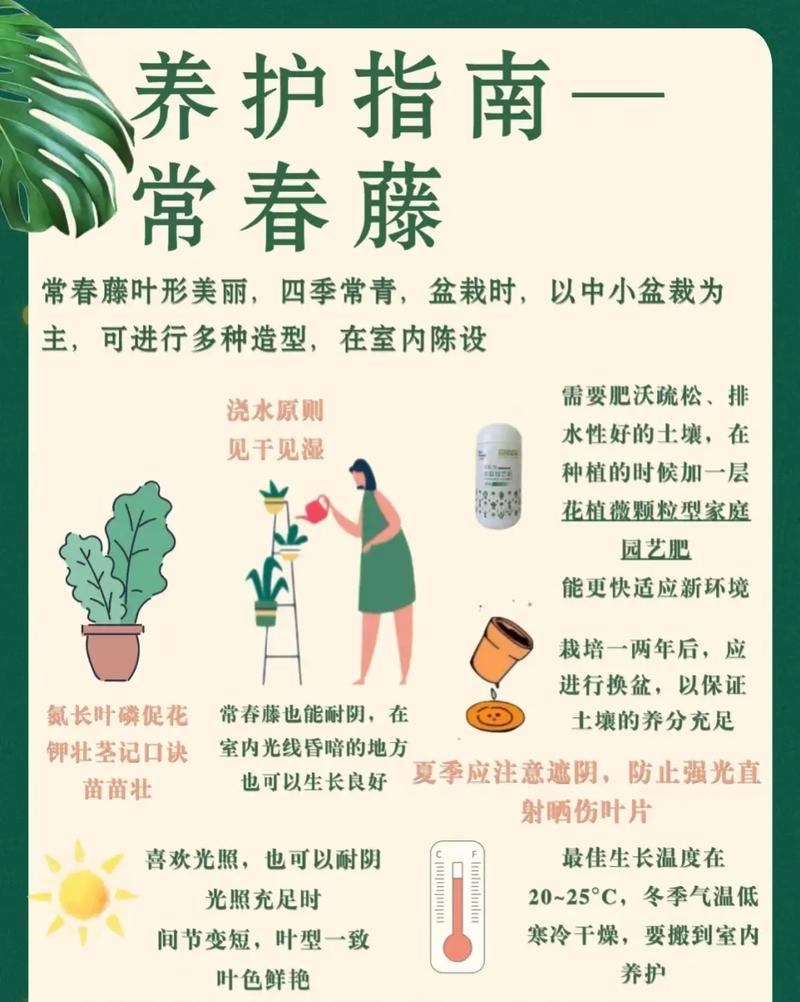 常春藤对水分的要求？常春藤 水养？-第2张图片-优品飞百科