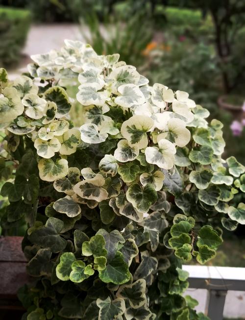 常春藤对水分的要求？常春藤 水养？-第3张图片-优品飞百科