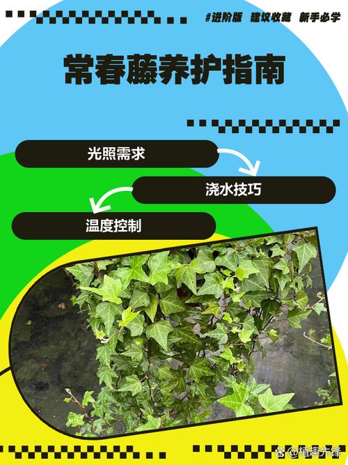 常春藤对水分的要求？常春藤 水养？-第5张图片-优品飞百科