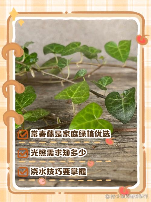 常春藤对水分的要求？常春藤 水养？-第6张图片-优品飞百科