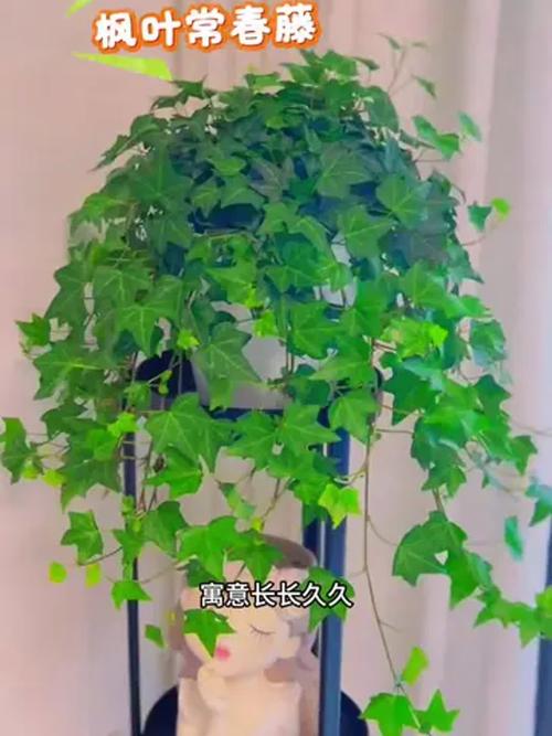 常春藤对水分的要求？常春藤 水养？-第7张图片-优品飞百科
