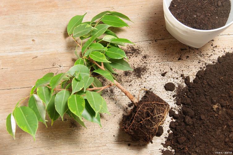 常春藤对水分的要求？常春藤 水养？-第8张图片-优品飞百科