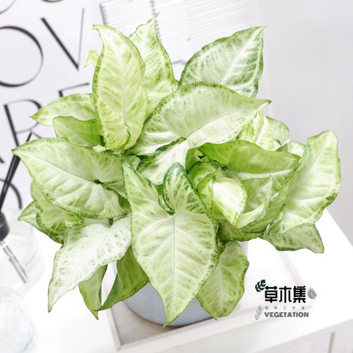 合果芋怎么繁殖？合果芋扦插注意事项？