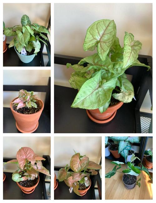 合果芋怎么繁殖？合果芋扦插注意事项？-第2张图片-优品飞百科