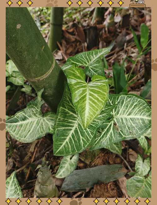 合果芋怎么繁殖？合果芋扦插注意事项？-第3张图片-优品飞百科