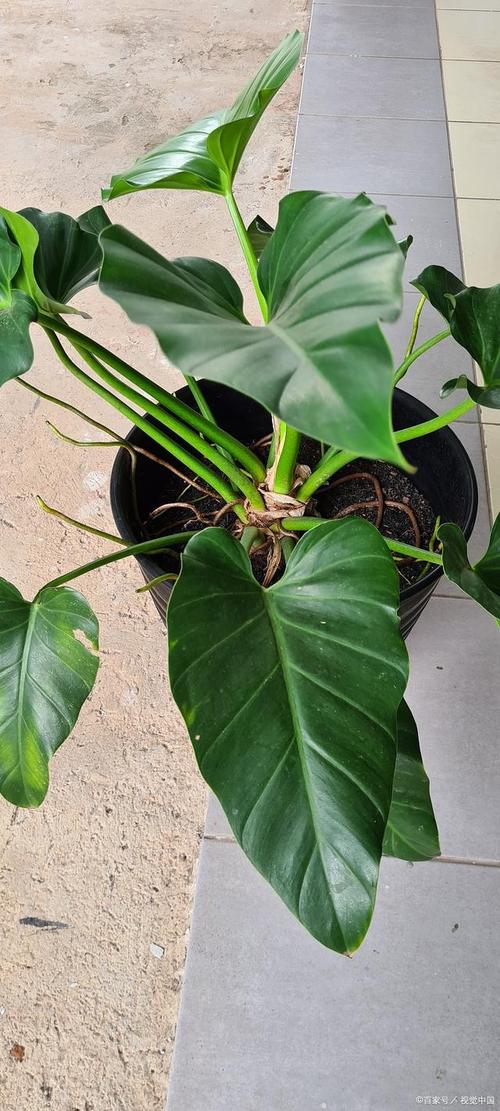 合果芋怎么繁殖？合果芋扦插注意事项？-第5张图片-优品飞百科