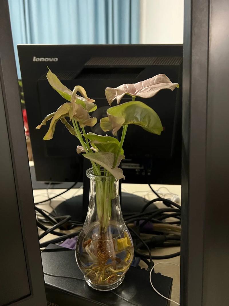 合果芋怎么繁殖？合果芋扦插注意事项？-第6张图片-优品飞百科