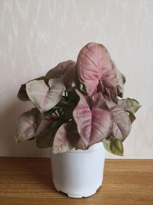 合果芋怎么繁殖？合果芋扦插注意事项？-第7张图片-优品飞百科