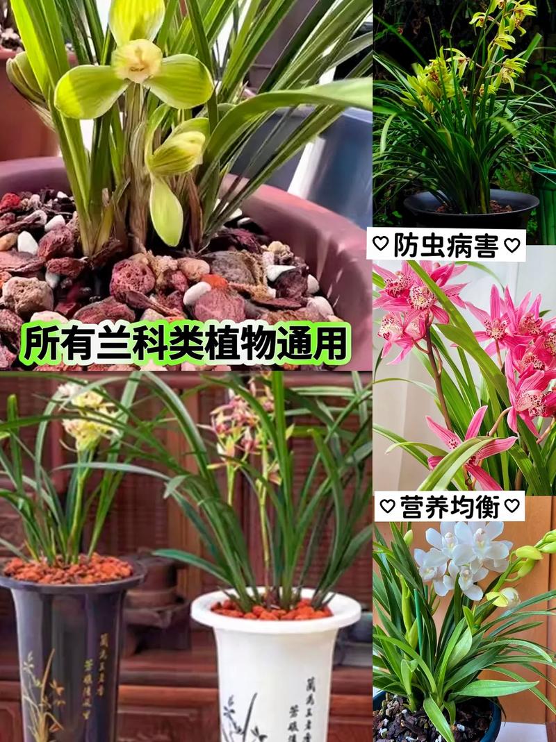 全部用颗粒土养兰花好吗，纯颗粒土养兰花多久浇水