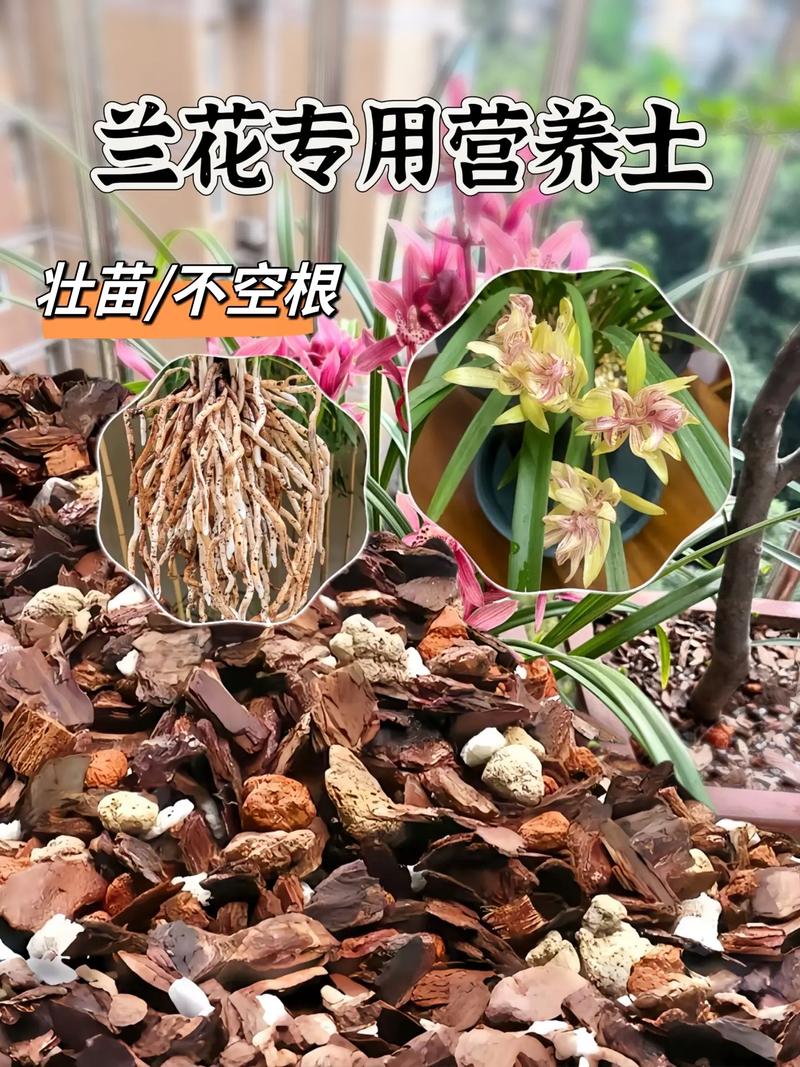 全部用颗粒土养兰花好吗，纯颗粒土养兰花多久浇水-第2张图片-优品飞百科