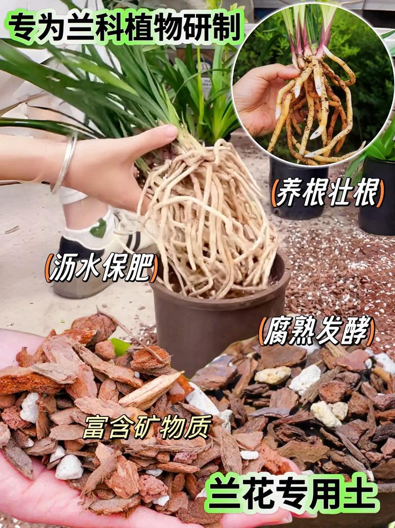 全部用颗粒土养兰花好吗，纯颗粒土养兰花多久浇水-第4张图片-优品飞百科