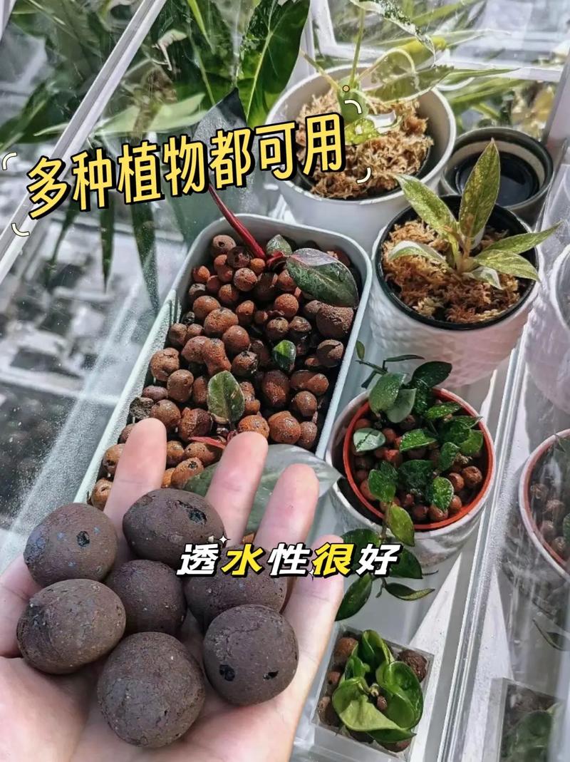 全部用颗粒土养兰花好吗，纯颗粒土养兰花多久浇水-第6张图片-优品飞百科