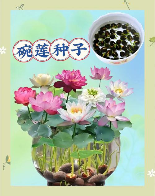 如何让碗莲开花，碗莲如何催花-第2张图片-优品飞百科
