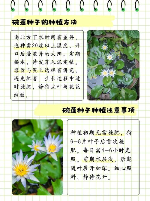 如何让碗莲开花，碗莲如何催花-第3张图片-优品飞百科