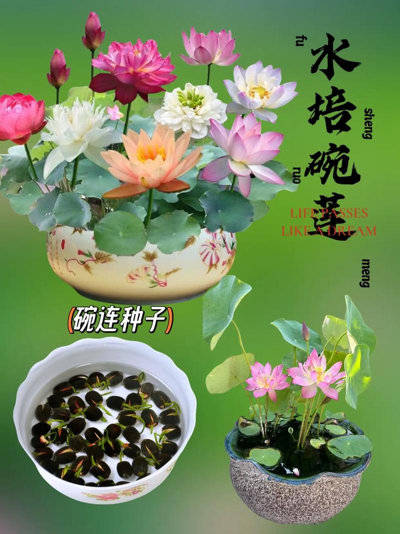 如何让碗莲开花，碗莲如何催花-第4张图片-优品飞百科