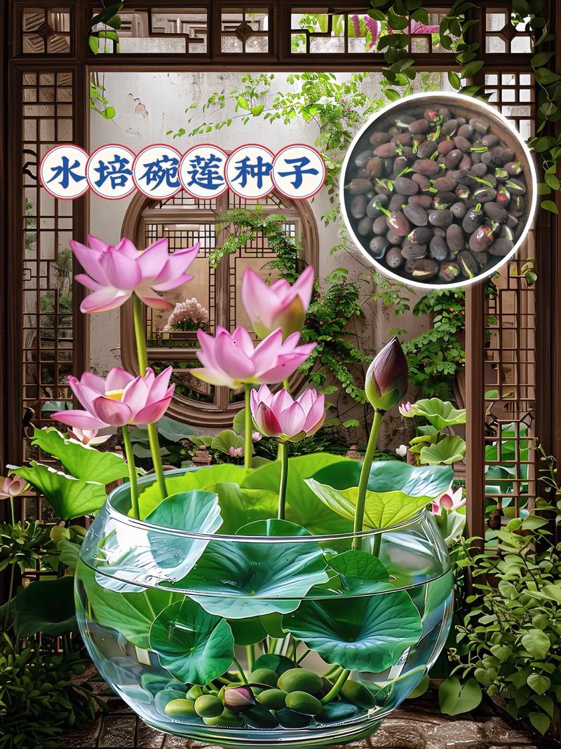 如何让碗莲开花，碗莲如何催花-第5张图片-优品飞百科