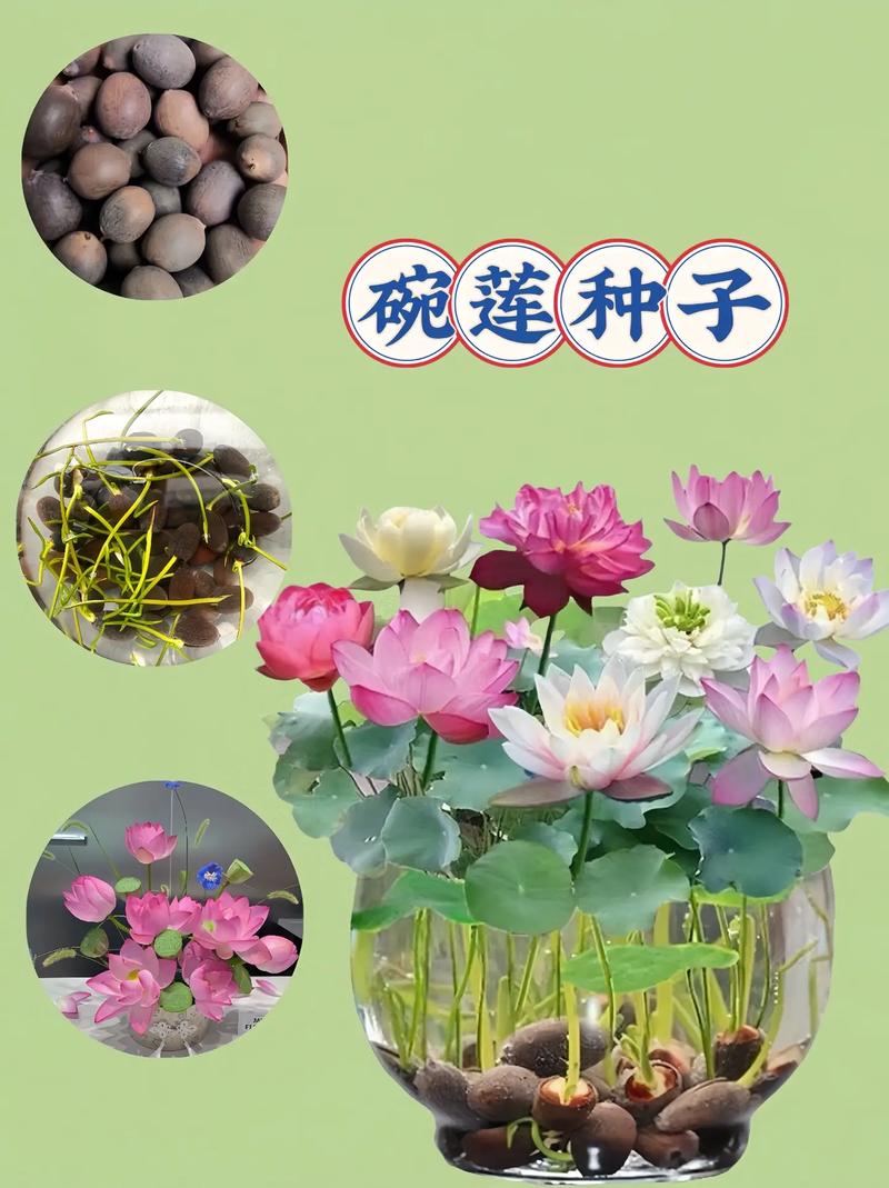 如何让碗莲开花，碗莲如何催花-第6张图片-优品飞百科