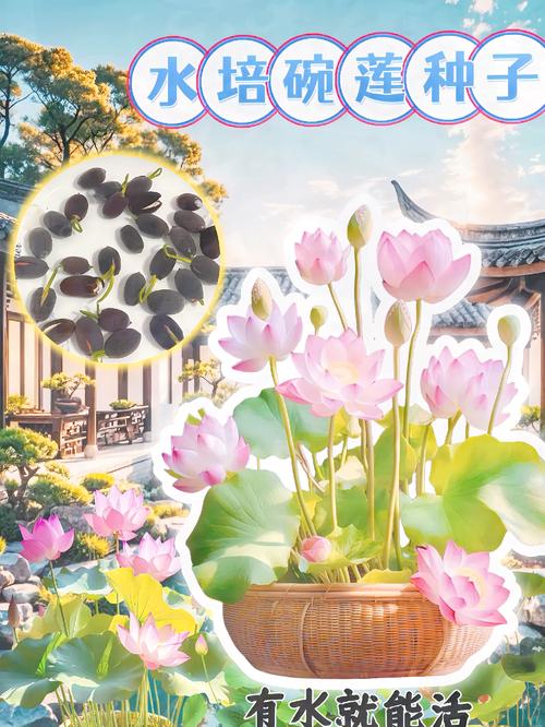 如何让碗莲开花，碗莲如何催花-第7张图片-优品飞百科