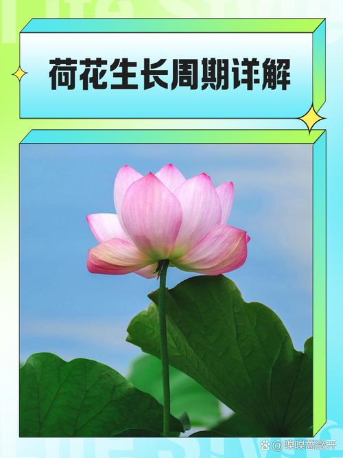 荷花如何养开花多，荷花怎么养开花多？