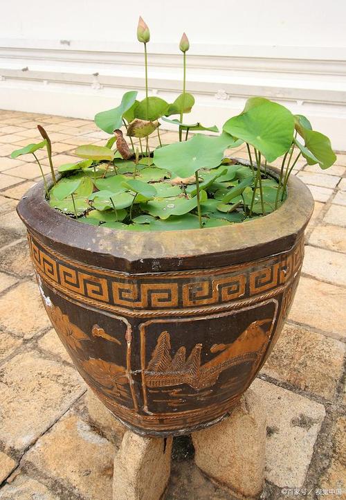 荷花如何养开花多，荷花怎么养开花多？-第2张图片-优品飞百科