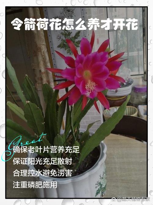 荷花如何养开花多，荷花怎么养开花多？-第3张图片-优品飞百科