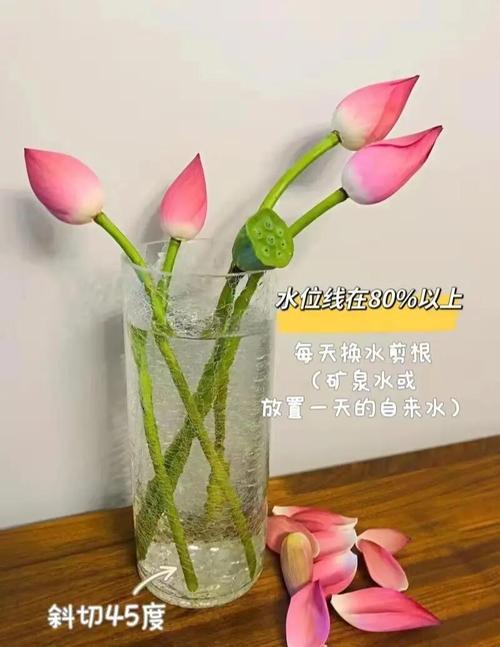 荷花如何养开花多，荷花怎么养开花多？-第4张图片-优品飞百科