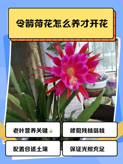 荷花如何养开花多，荷花怎么养开花多？-第5张图片-优品飞百科