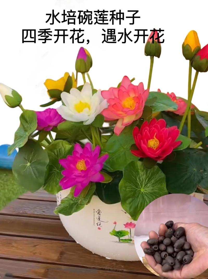 荷花如何养开花多，荷花怎么养开花多？-第6张图片-优品飞百科