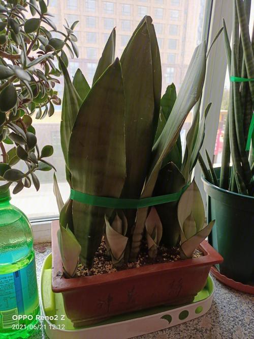 虎皮兰能长多大，怎么养虎皮兰？-第2张图片-优品飞百科