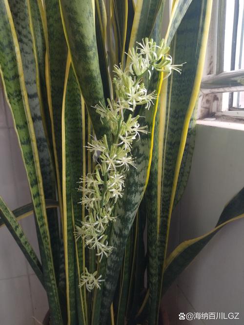 虎皮兰能长多大，怎么养虎皮兰？-第3张图片-优品飞百科