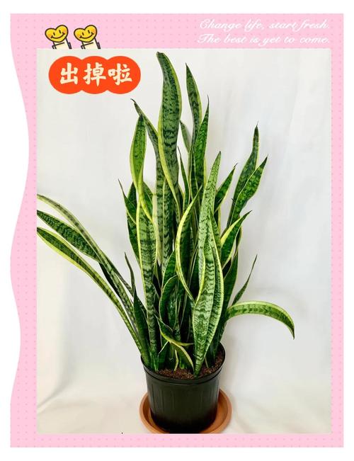 虎皮兰能长多大，怎么养虎皮兰？-第4张图片-优品飞百科