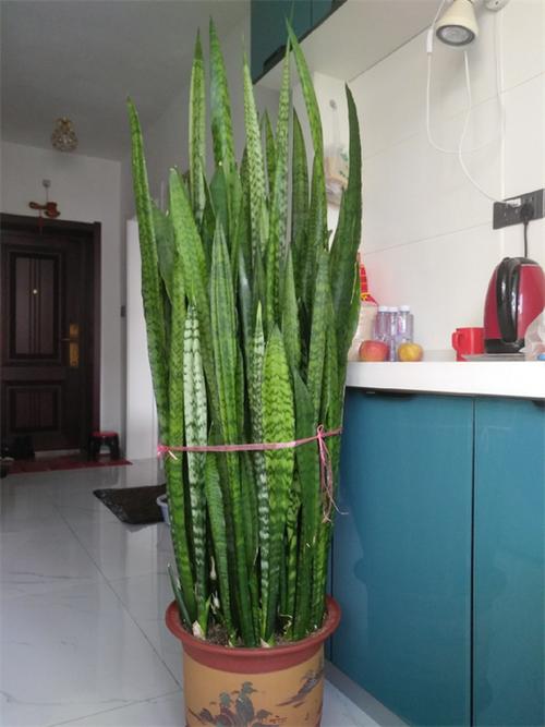 虎皮兰能长多大，怎么养虎皮兰？-第5张图片-优品飞百科