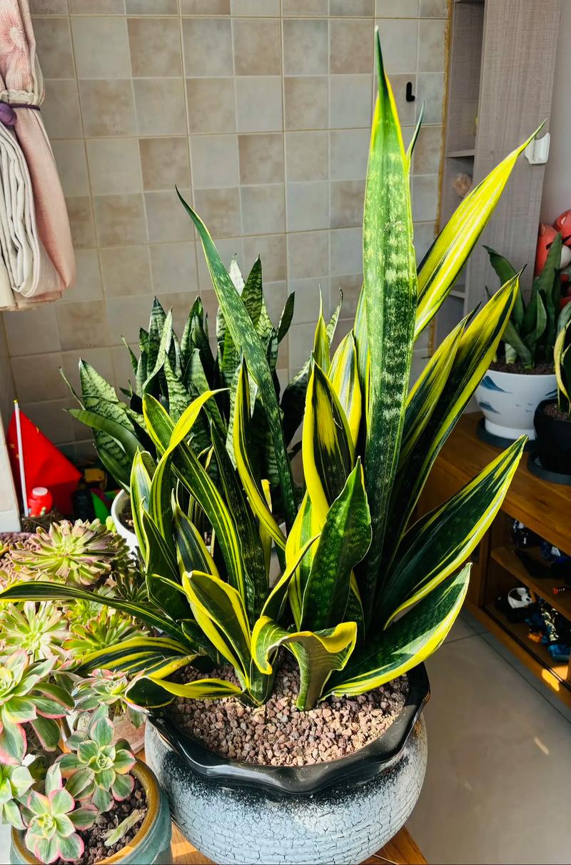 虎皮兰能长多大，怎么养虎皮兰？-第6张图片-优品飞百科