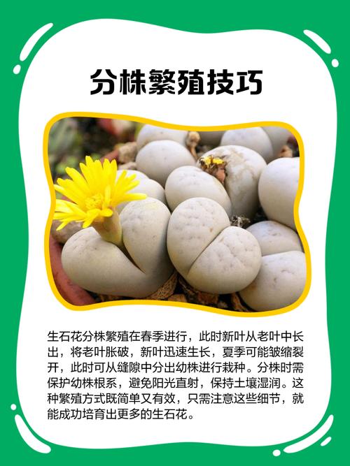 生石花怎么分株繁殖，生石花怎样分株？