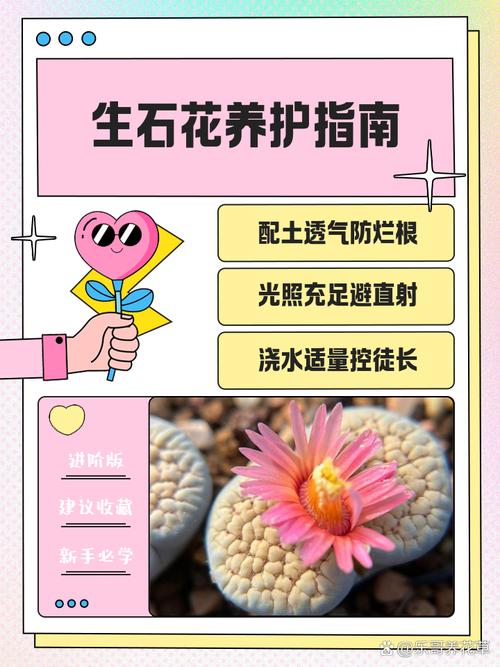 生石花怎么分株繁殖，生石花怎样分株？-第2张图片-优品飞百科