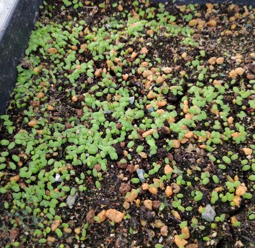 生石花怎么分株繁殖，生石花怎样分株？-第3张图片-优品飞百科