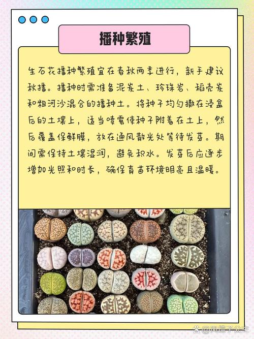 生石花怎么分株繁殖，生石花怎样分株？-第4张图片-优品飞百科